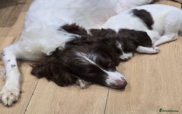 English Springer Spaniel dogs for sale: Beautiful litter kc reg springer spaniels - Advert 6