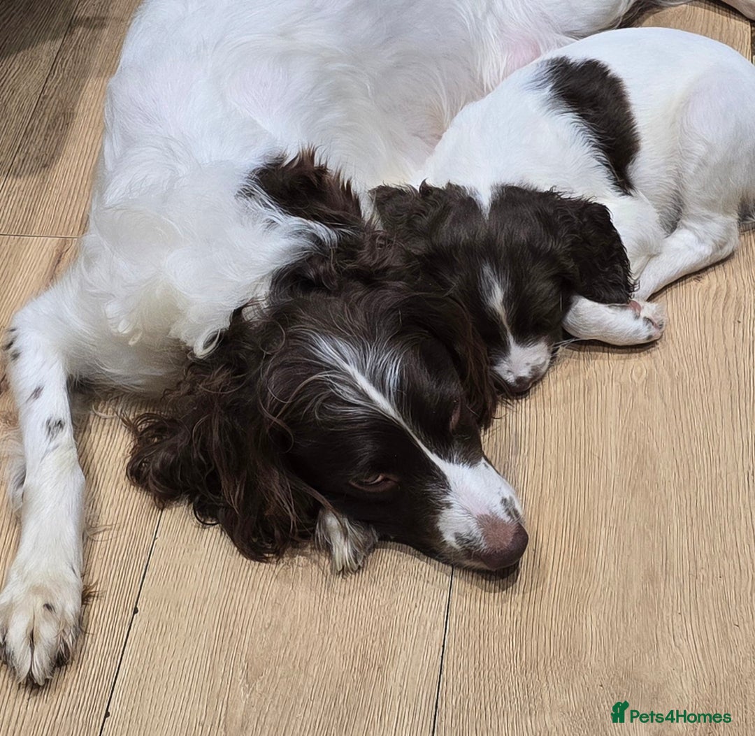 English Springer Spaniel dogs for sale: Beautiful litter kc reg springer spaniels - Advert 6