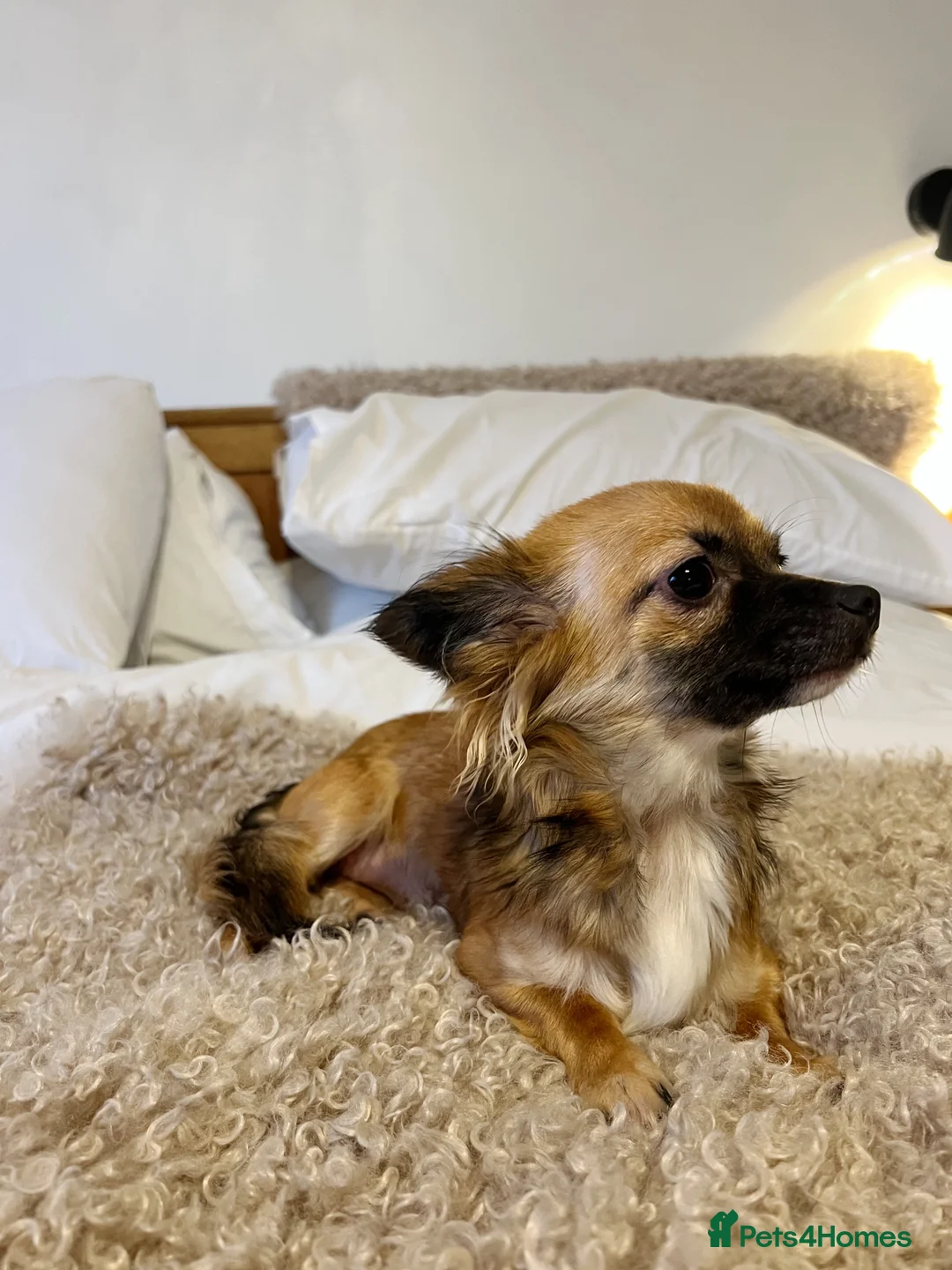 Chihuahua dogs for sale: Chihuahua Puppies - Advert 2