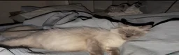 Ragdoll cats for sale: 4 Female Purebred Blue Point & Blue Mitted Ragdoll - Advert 6