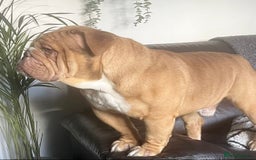 English Bulldog dogs for stud: REGGIE in Bilston - Image 8