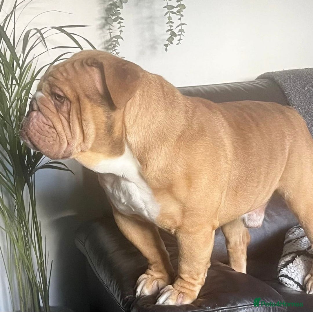 English Bulldog dogs for stud: REGGIE in Bilston - Image 8