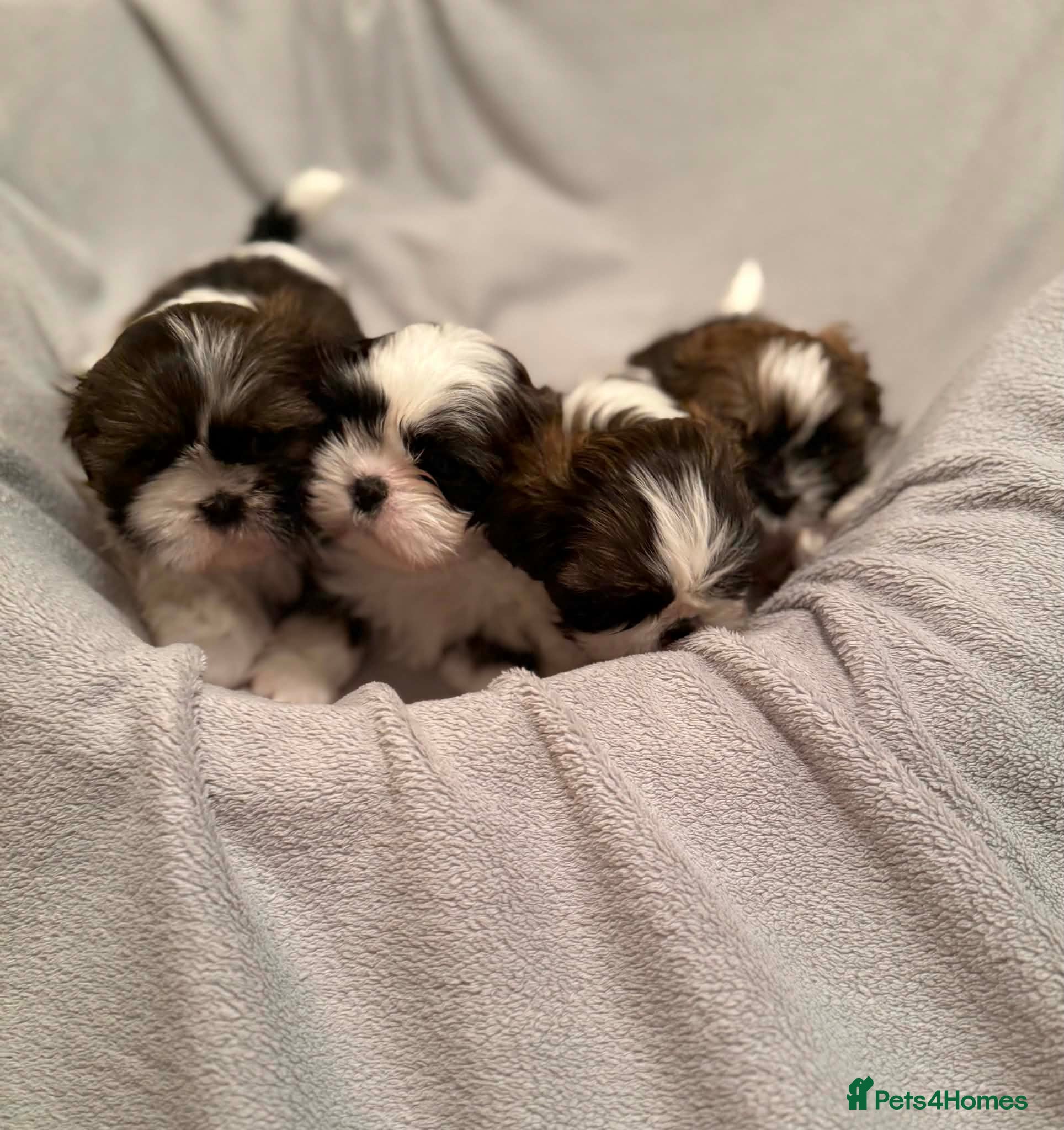 Shih Tzu dogs Shihtzu puppies for sale  - Advert 2