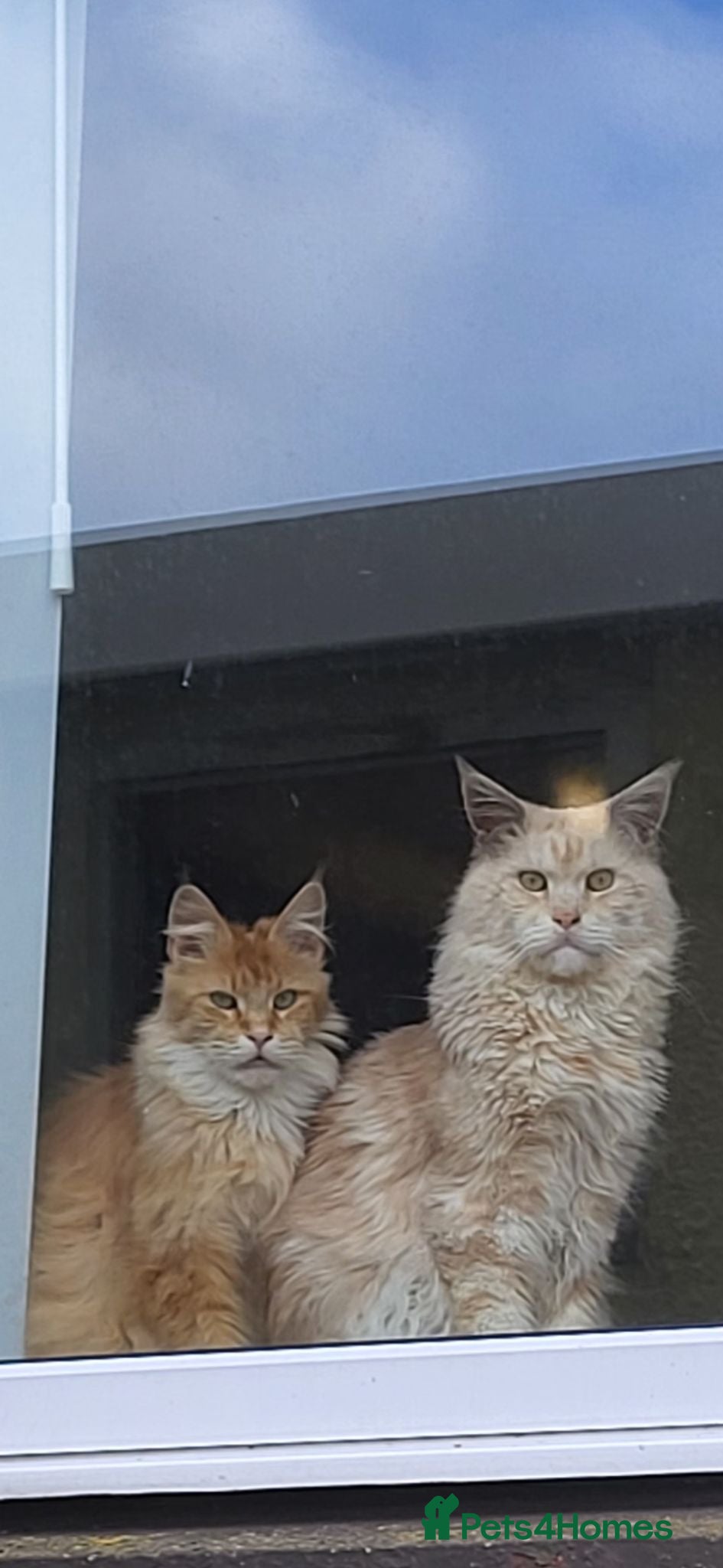 Maine Coon cats Xl russian Maine coon kittens  - Advert 2