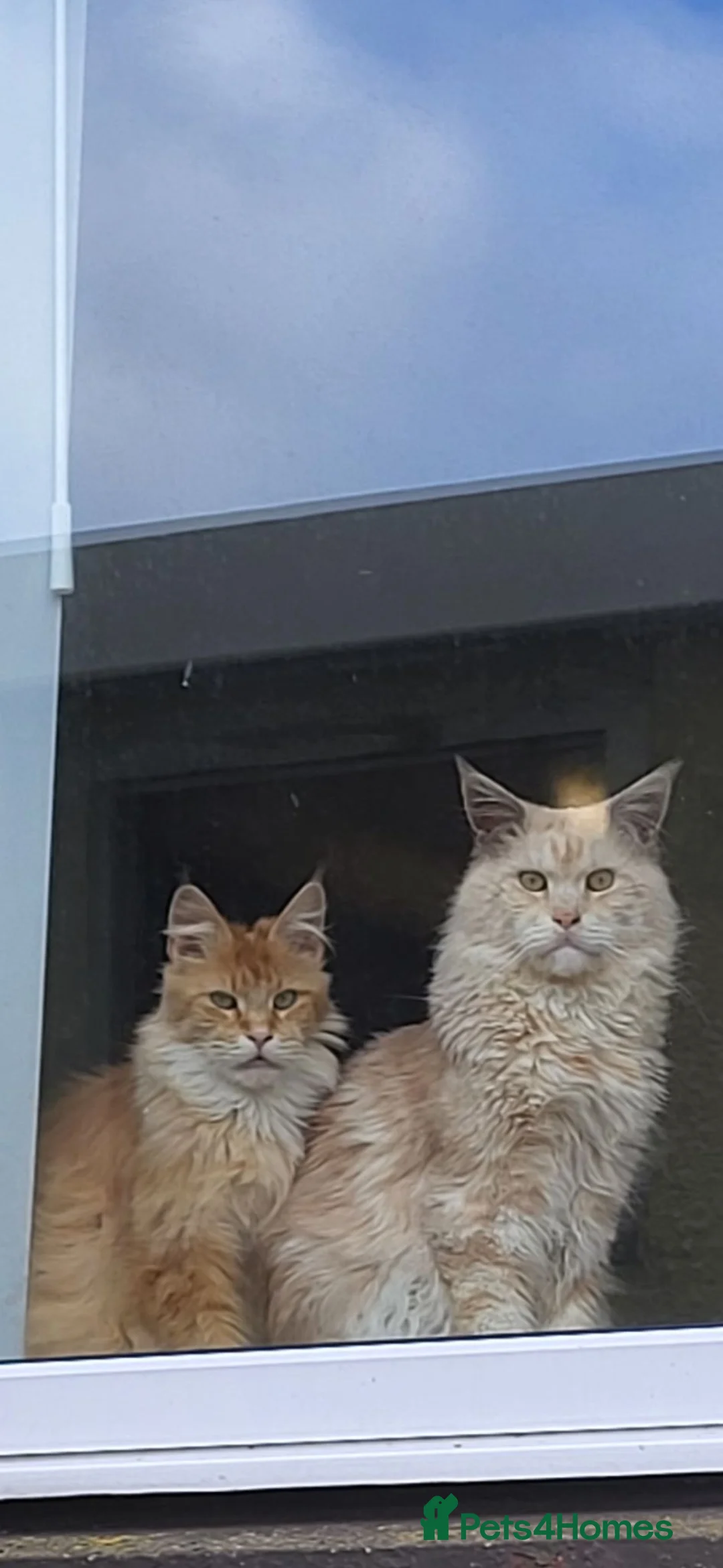 Maine Coon cats for sale: Xl russian Maine coon kittens  - Advert 1