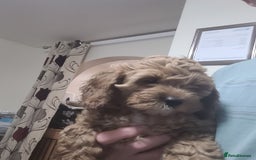 Cockapoo dogs for sale: Cockapoo pups  - Image 2