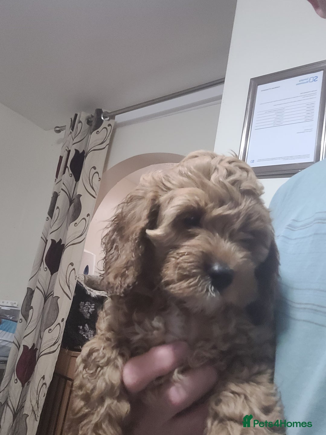 Cockapoo dogs for sale: Cockapoo pups  - Image 2