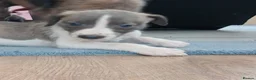 Mixed Breed dogs for sale: Bedlington whippet/Bedlington greyhound x whippet - Advert 15