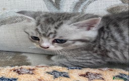 Exotic cats for sale: Exotic x kittens - Image 7