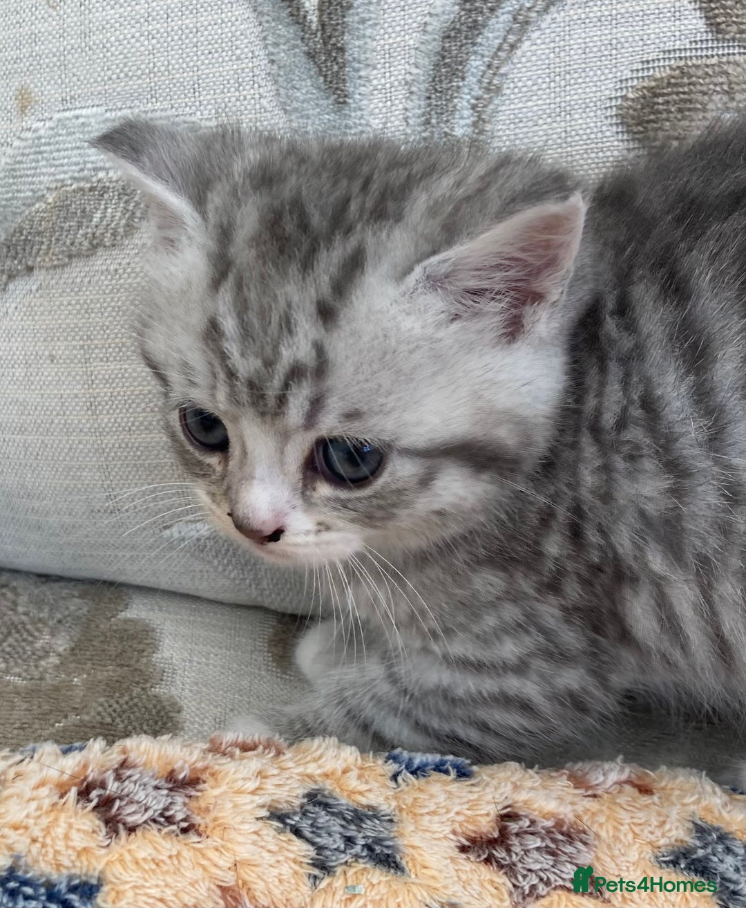 Exotic cats for sale: Exotic x kittens - Image 7