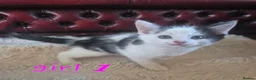 Mixed Breed cats for sale: 4 girls 4 boys 8 week old kittens  - Advert 26