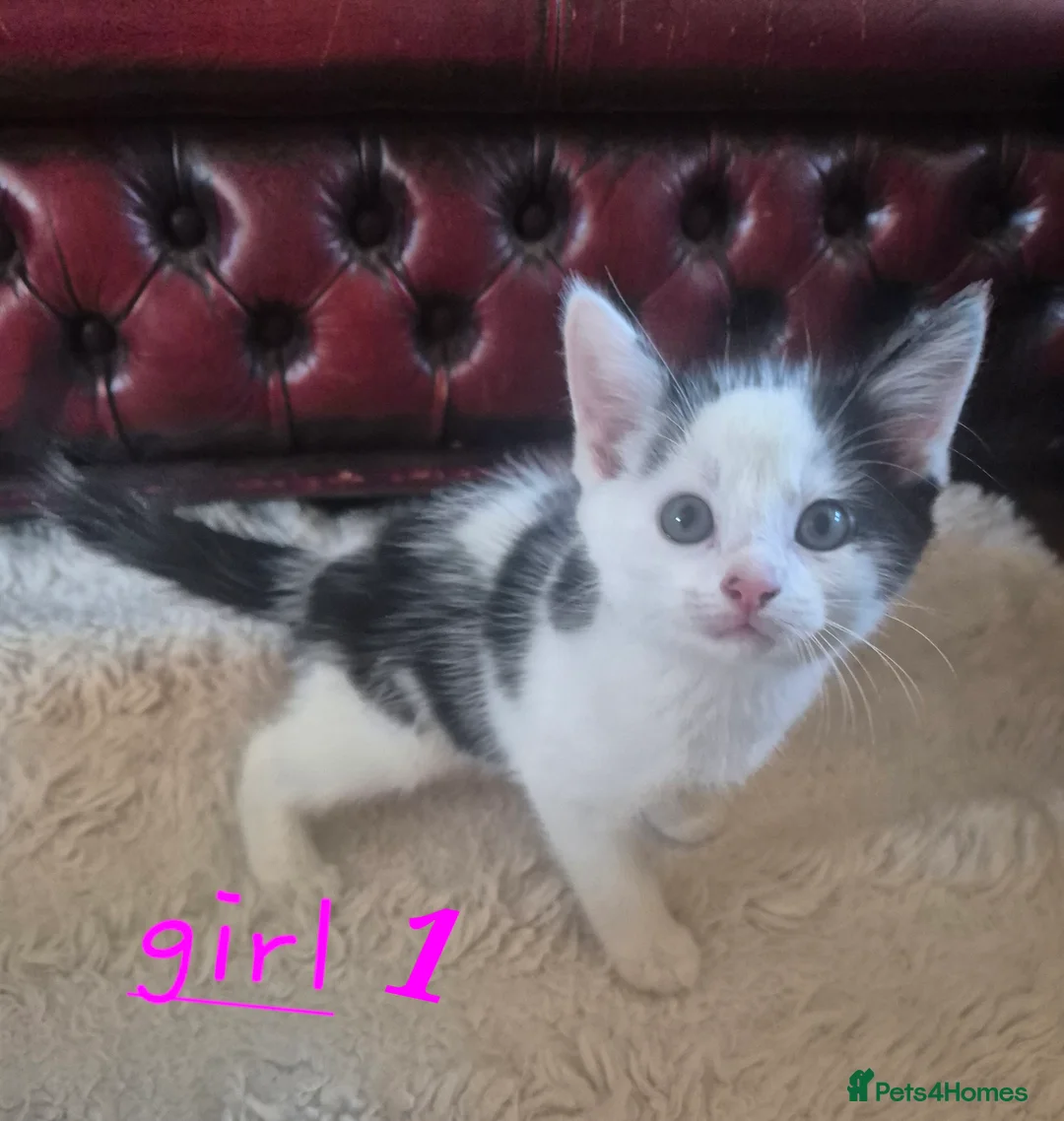 Mixed Breed cats for sale: 4 girls 4 boys 8 week old kittens  - Advert 26
