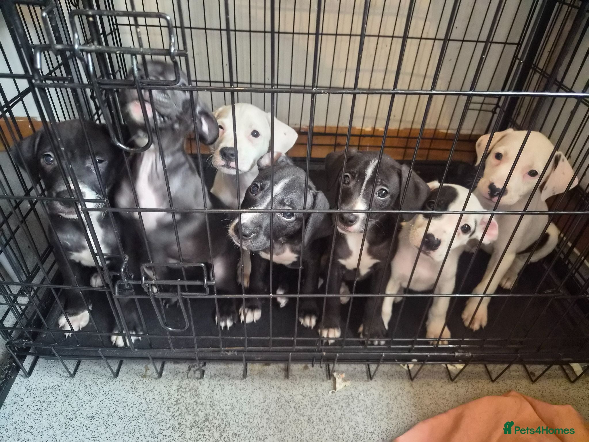 Staffordshire Bull Terrier dogs 6 Beautiful Puppies - Advert 2