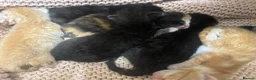 Mixed Breed cats for sale: Gorgeous Male Kitten  - Advert 6