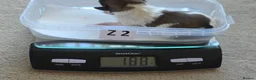 Zuchon dogs for sale: Gorgeous Shichon Puppies. Bichon Frise x Shih Tzu - Advert 7