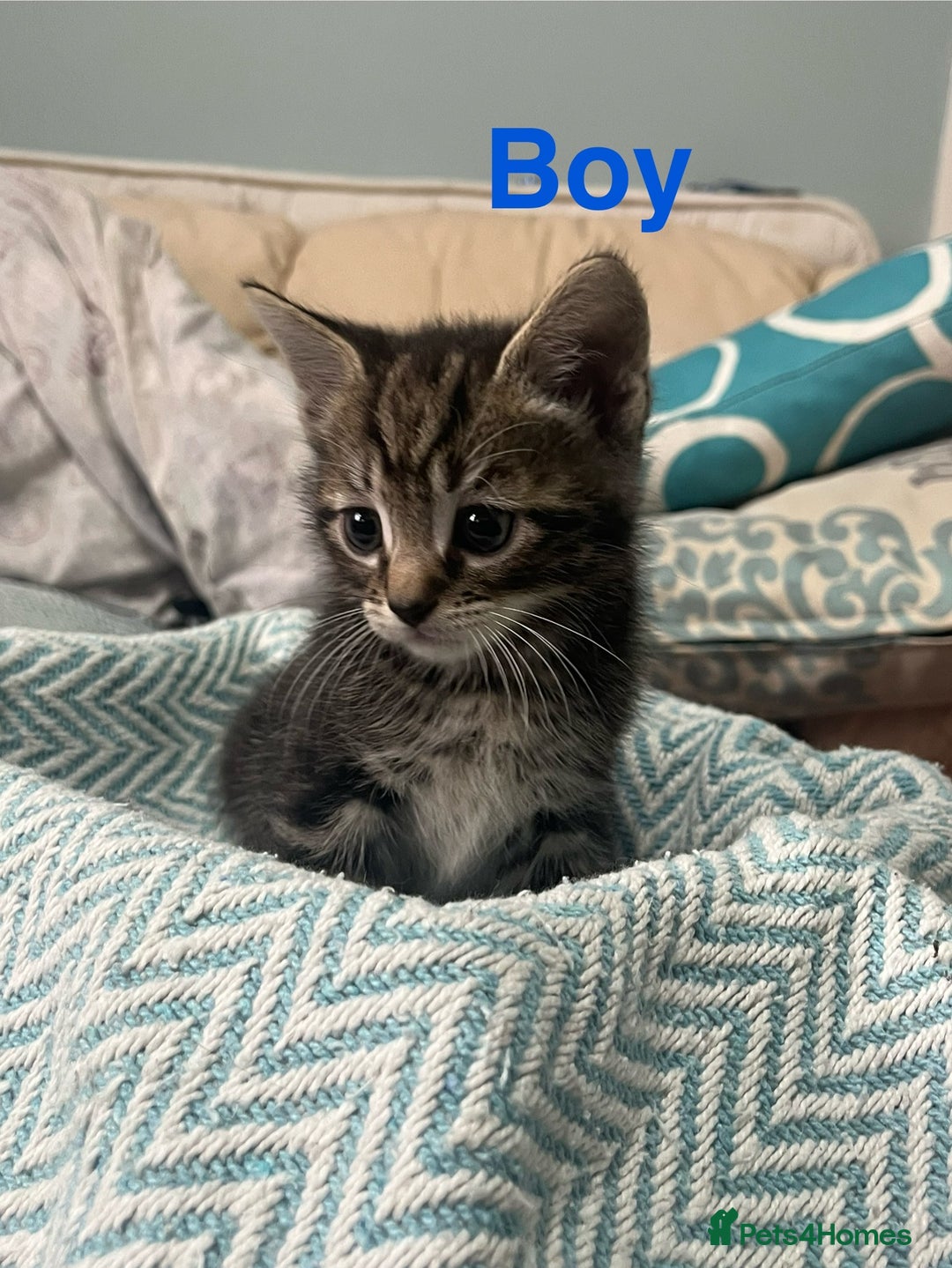 Mixed Breed cats for sale: 🐱 Gorgeous Kittens For Sale🐱 - Image 3