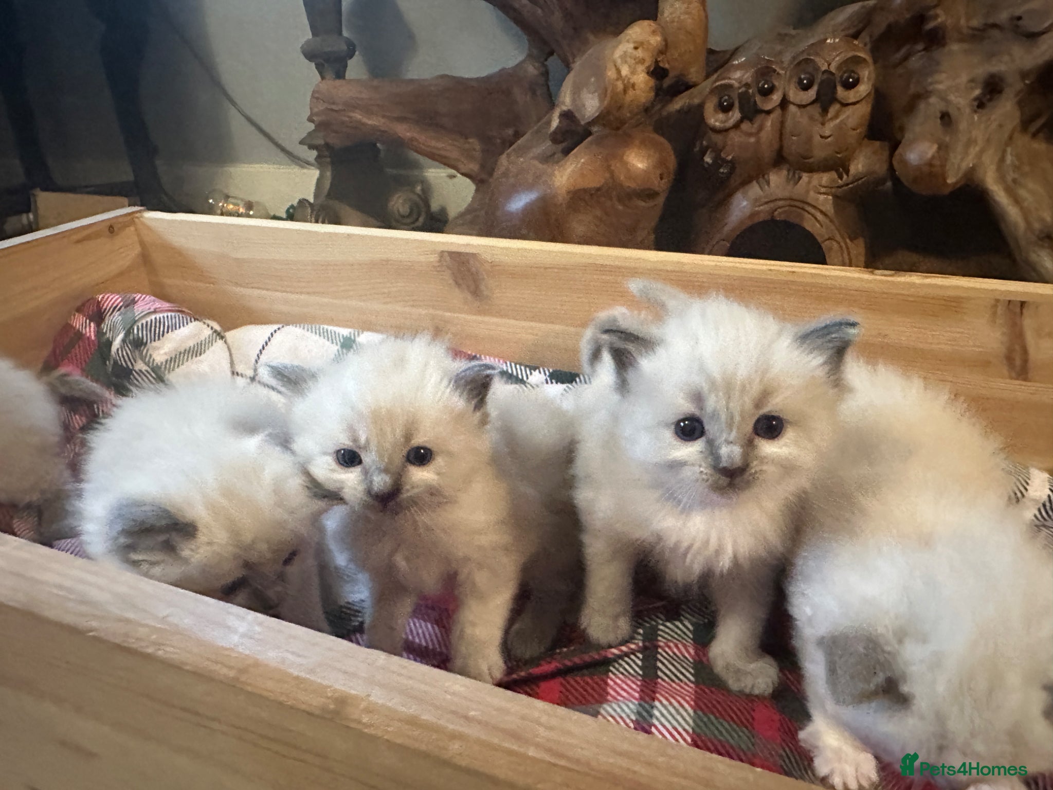 Ragdoll cats Pure blue point ragdoll kittens  - Advert 13