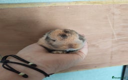 Mini Lop rabbits for sale: 2 beautiful mini lops to reserve  - Image 1