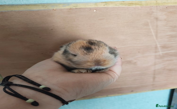 Mini Lop rabbits - Advert 2