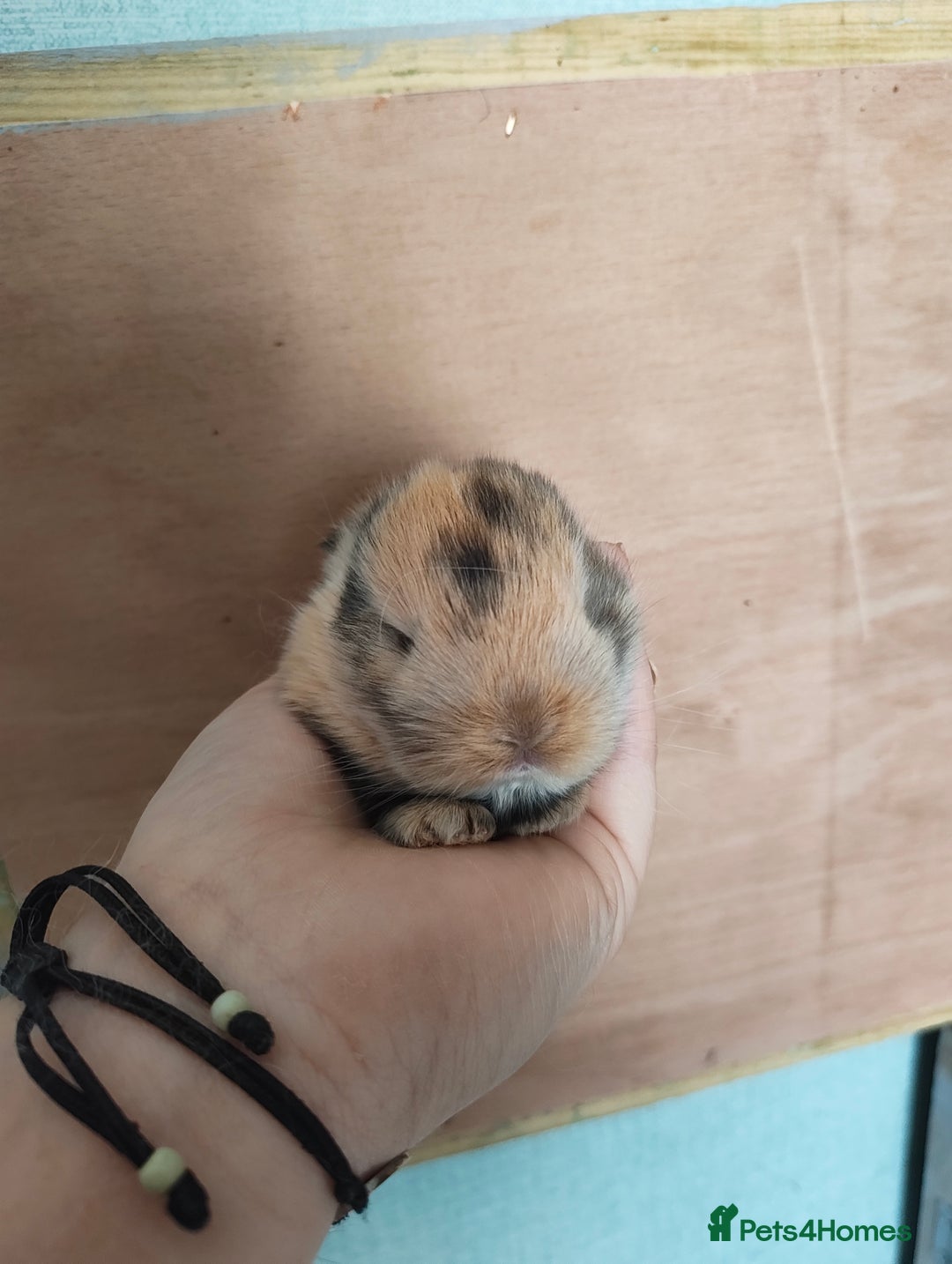 Mini Lop rabbits for sale: 2 beautiful mini lops to reserve  - Image 1