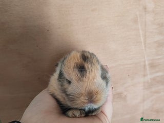 Mini Lop rabbits - Advert 4