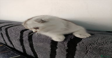 British Shorthair cats - Advert 13
