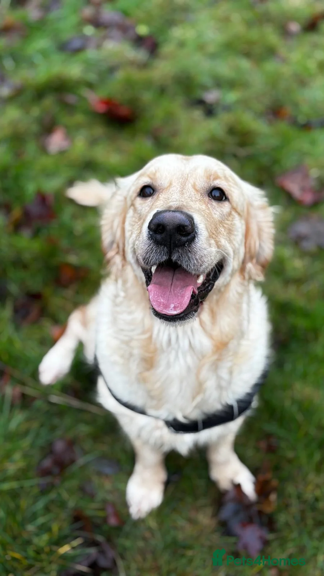 Golden Retriever dogs for sale: KC Registered Golden Retriever Puppies - Advert 11