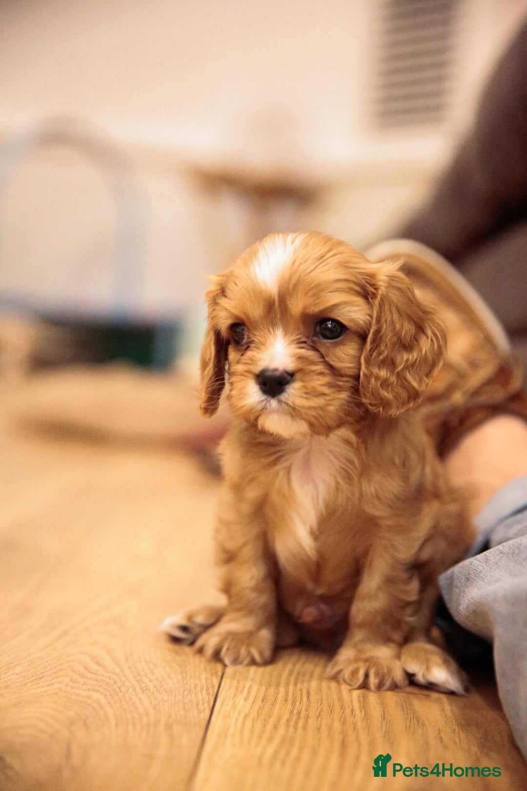 Cavalier King Charles Spaniel dogs for sale: Pure breed cavalier King Charles puppies - Advert 25