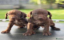 German Shorthaired Pointer dogs for sale: German shorthaired pointer x Vizsla puppies in Northallerton - Image 6