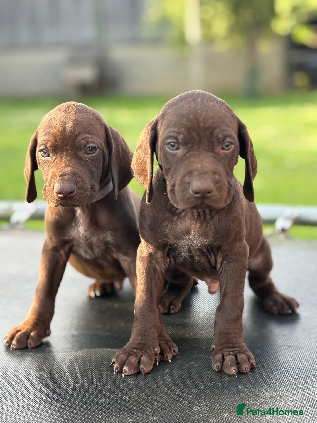 German Shorthaired Pointer dogs for sale: German shorthaired pointer x Vizsla puppies in Northallerton - Image 6