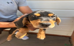 Mixed Breed dogs for sale: Dachunds cross jack Russell  - Image 4