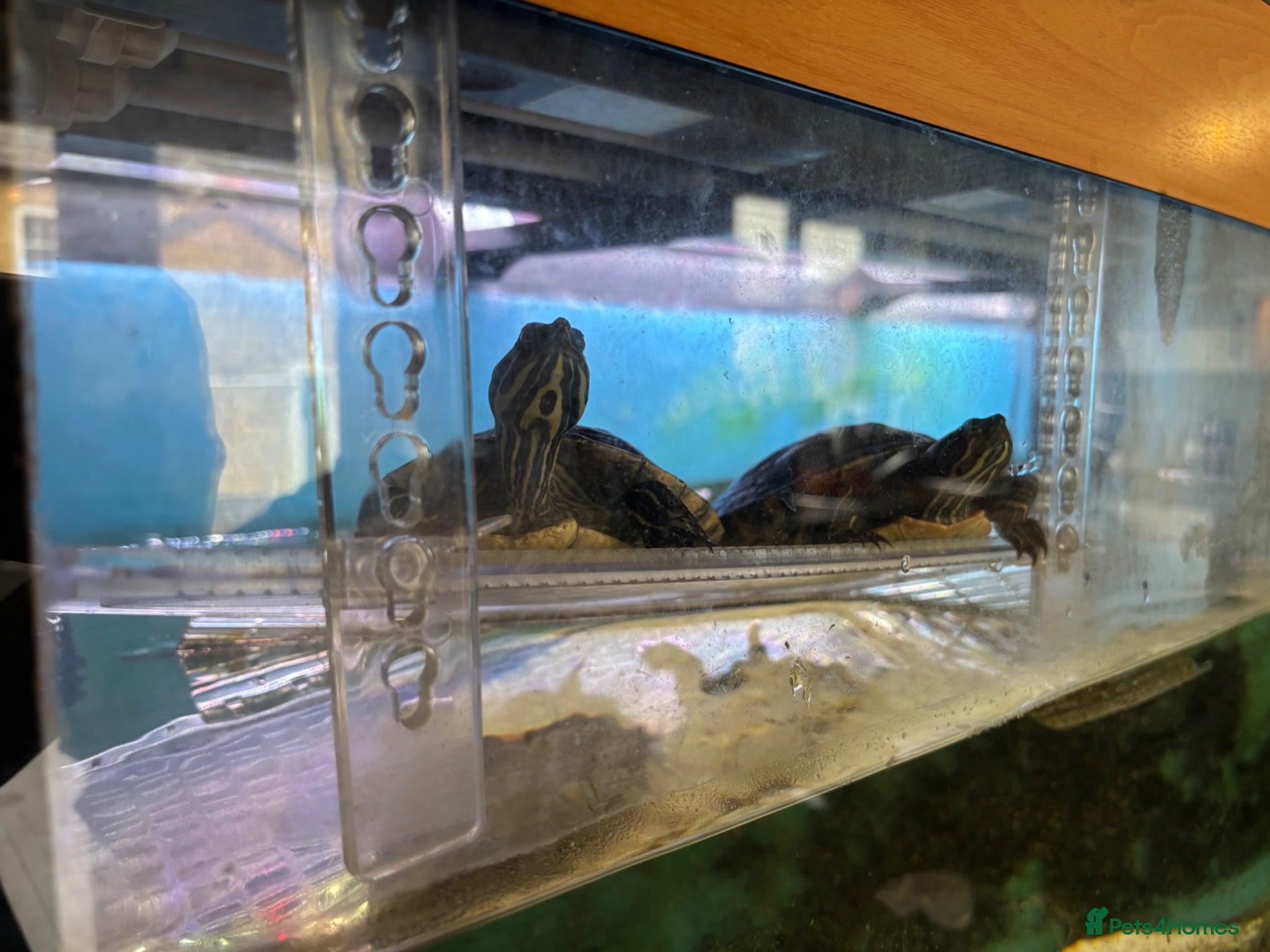 Turtle reptiles 2 Mississippi Map Turtles with Full Setup  - Advert 6
