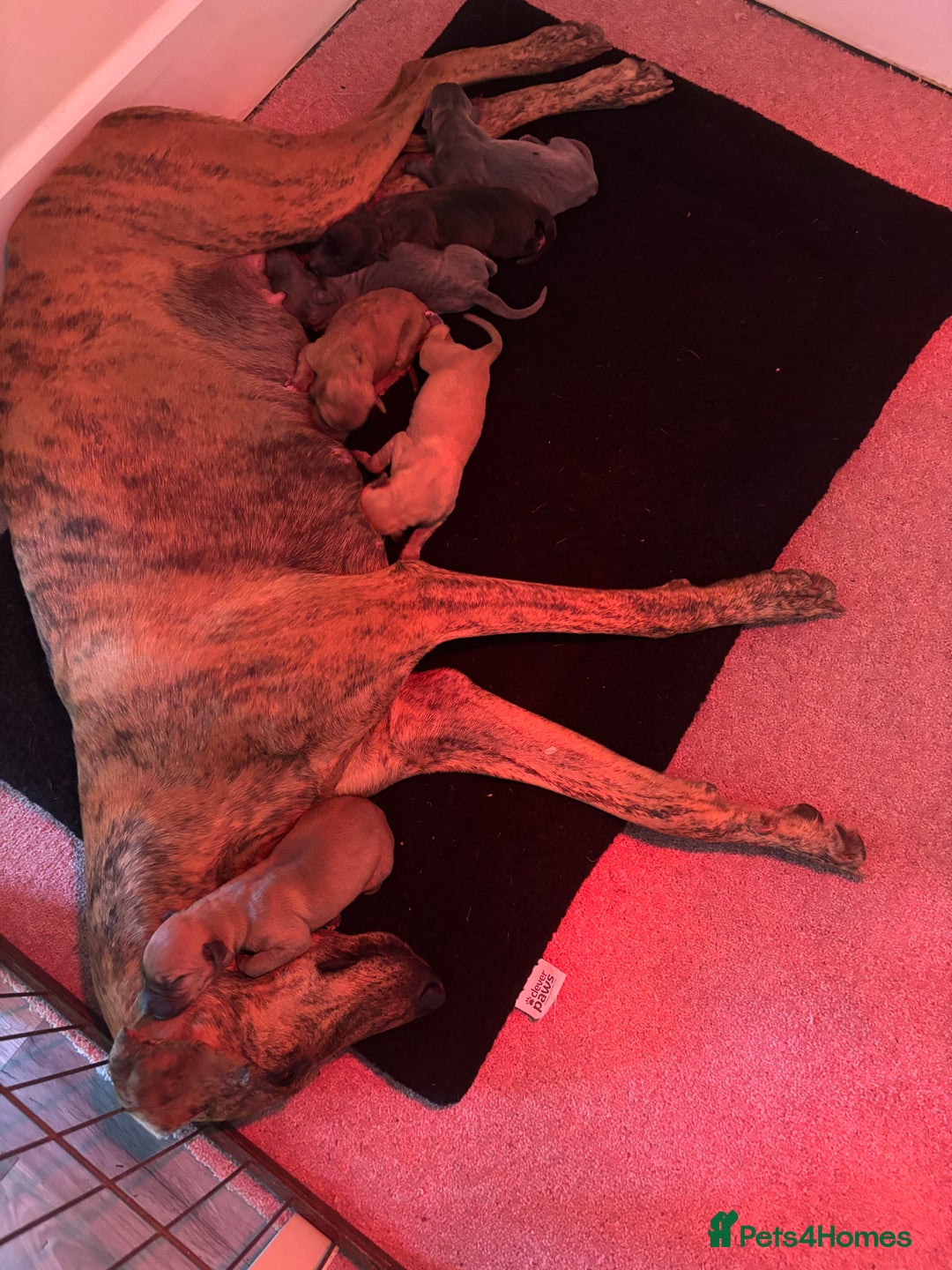 Mixed Breed dogs for sale: Lurcher Puppies  - Image 7