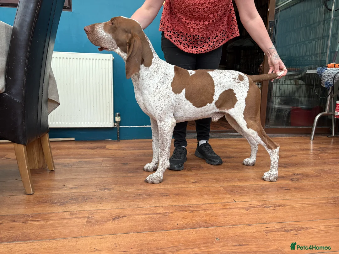 Bracco Italiano dogs for sale: Spring Litter Planned  - Advert 12