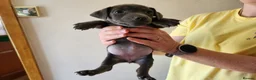 Jack Russell dogs for sale: Blue and sandy Jack Russell puppies - Advert 17