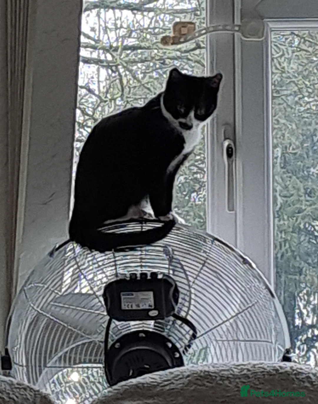 Mixed Breed cats for sale: Sweetest kitten with green eyes needs a home. - Advert 4