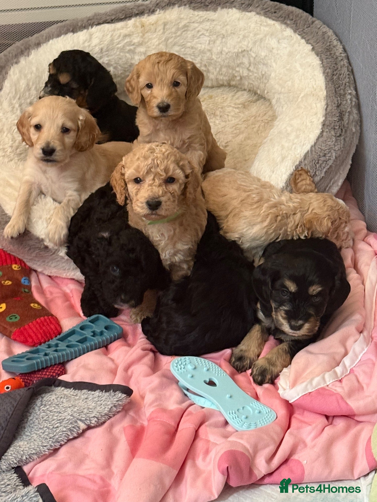 Cockapoo dogs Beautiful cute cockapoo’s F2  - Advert 1