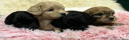 Cavapoo dogs for sale: Stunning litter of mix coloured tiny toy cavapoos - Advert 5