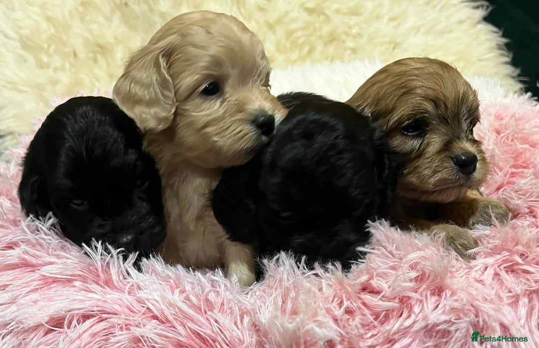 Cavapoo dogs for sale: Stunning litter of mix coloured tiny toy cavapoos - Advert 5