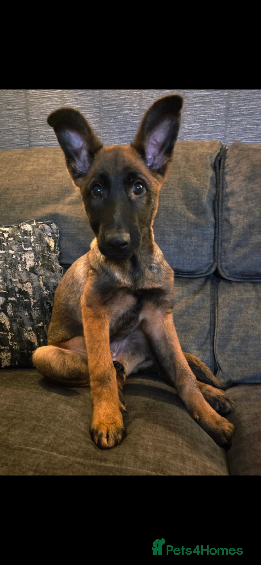 Mixed Breed dogs for sale: Saska. Belgian Malinois X German shepherd  - Advert 4