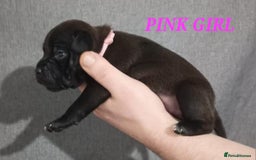 Staffordshire Bull Terrier dogs for sale: 9 beautiful black Staffordshire Bullterriers - Image 16