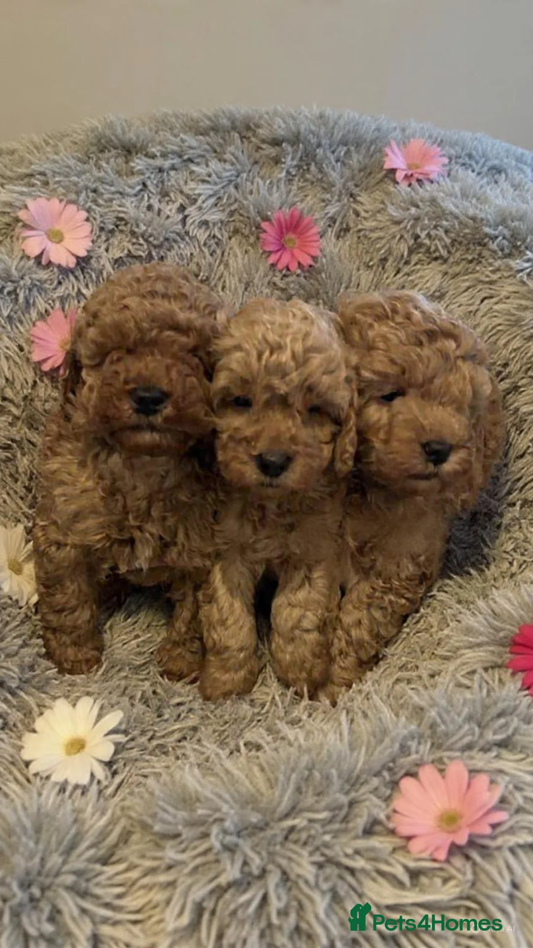 Toy Poodle dogs for sale: Beautiful toy poodle  - Advert 6