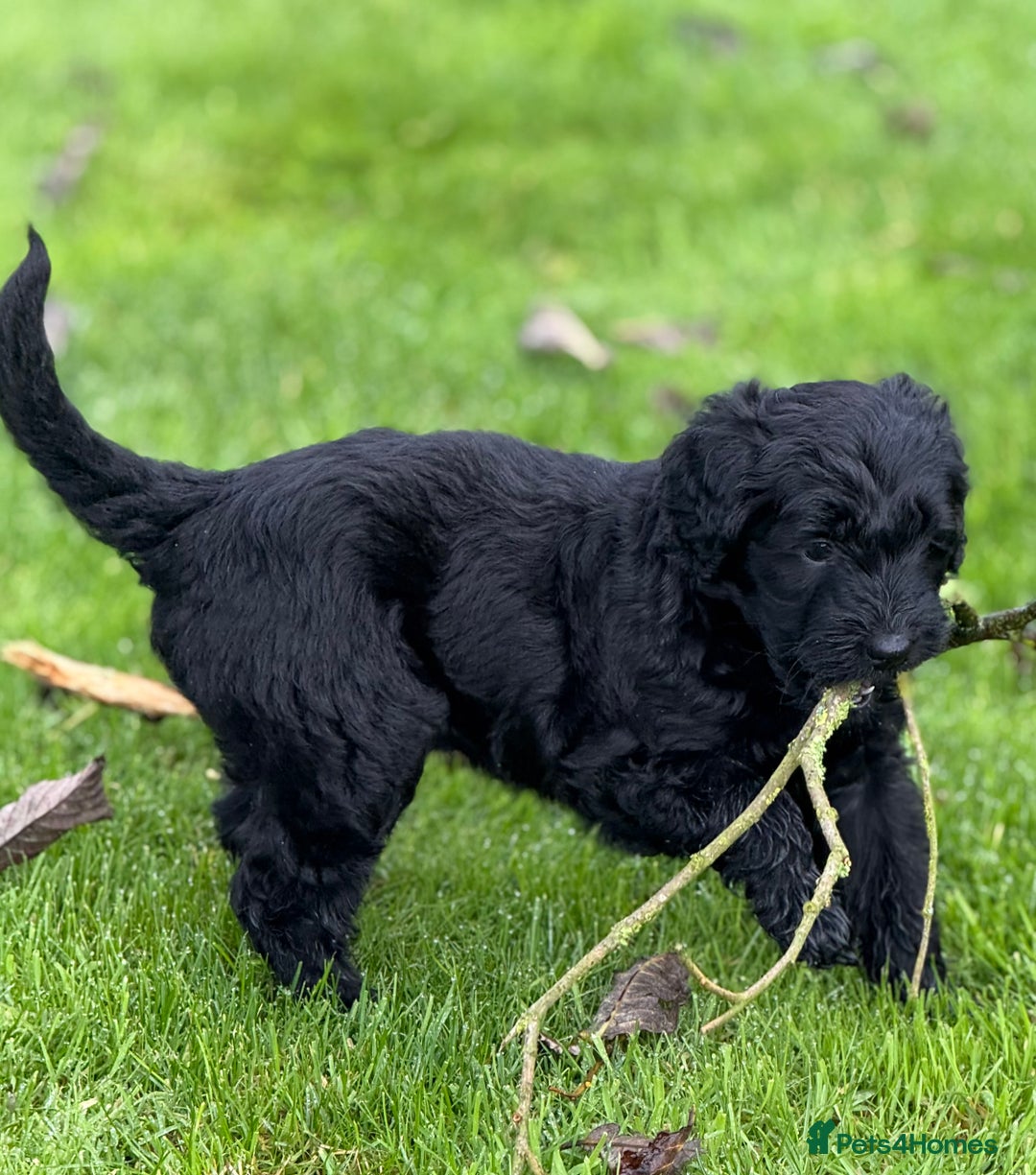 Mixed Breed dogs for sale: 🐾F3 Irish X Australian Labradoodle Puppies  - Advert 26