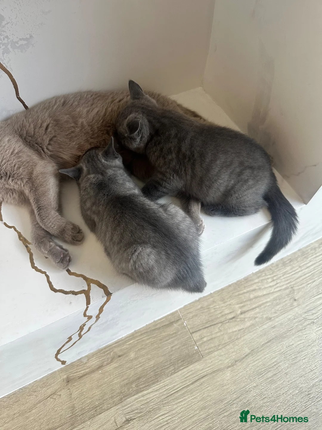 British Shorthair cats for sale: British Shorthair Tabby  in Heywood - Advert 2
