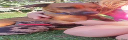 Mixed Breed dogs for sale: Beautiful Puppies  in Martock - Advert 1