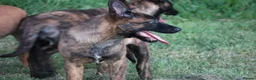 Belgian Shepherd Dog dogs for sale: Pups from world champion CHANCE - Advert 29