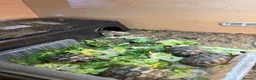 Tortoise reptiles for sale: Herman tortoises in Peacehaven - Advert 5