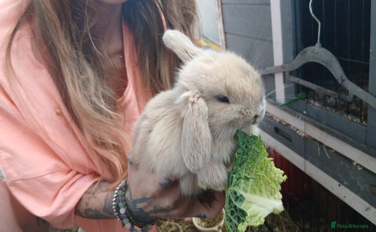 Mini Lop rabbits - Advert 11