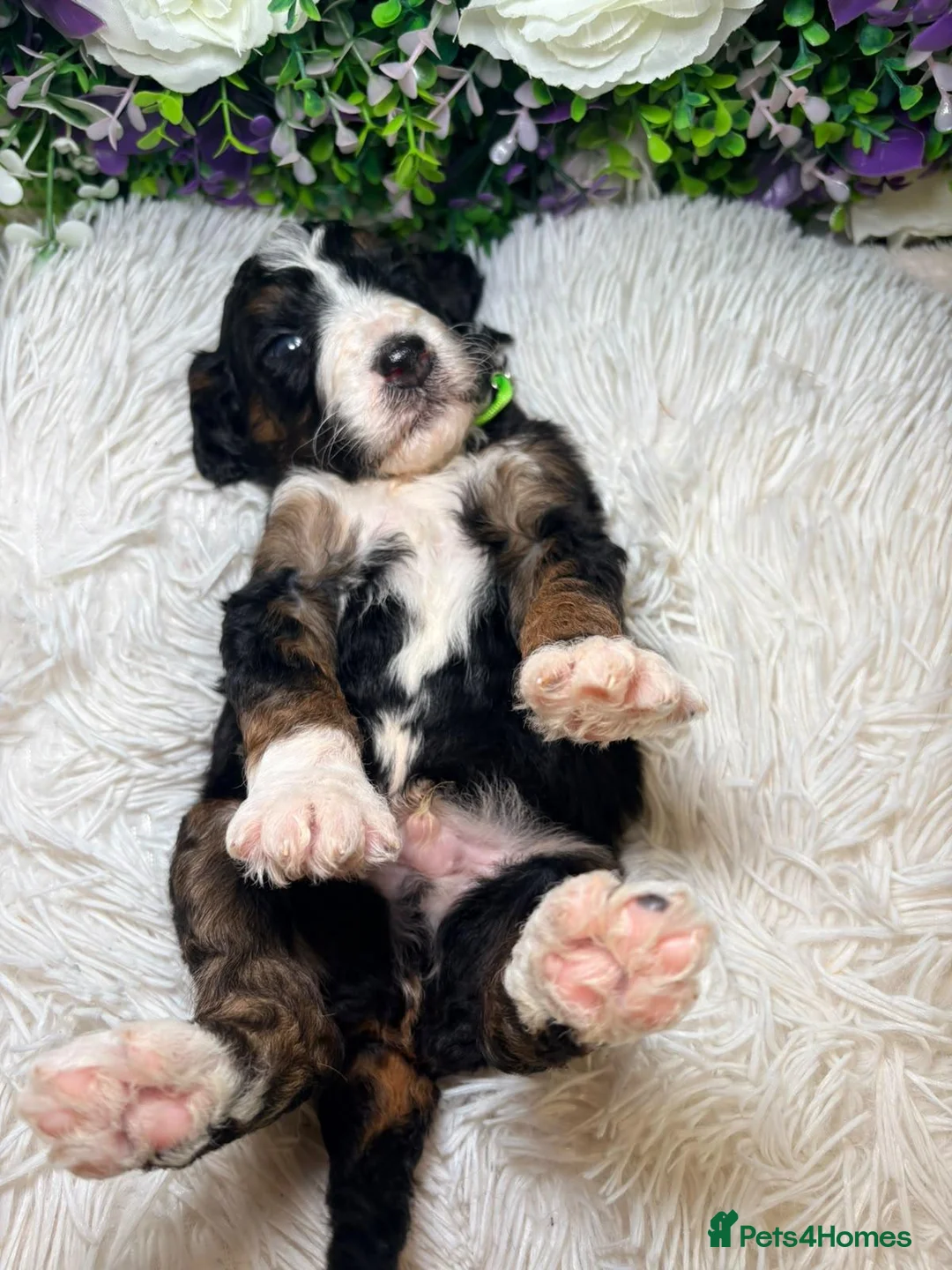 Bernedoodle dogs for sale: F1b health tested bernedoodle pups - Advert 2