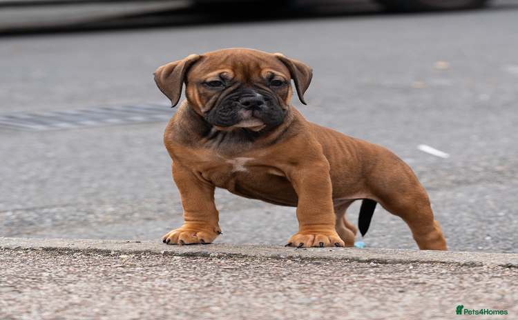 American Bully dogs - Advert 2